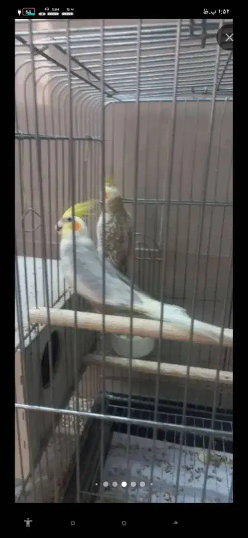 عروس هلندی جفت خورده|پرنده|کرج, آق تپه|دیوار