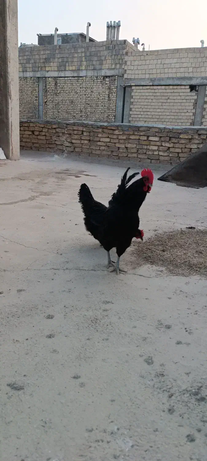 تخم مرغ نطفه دار|حیوانات مزرعه|فلاورجان, |دیوار