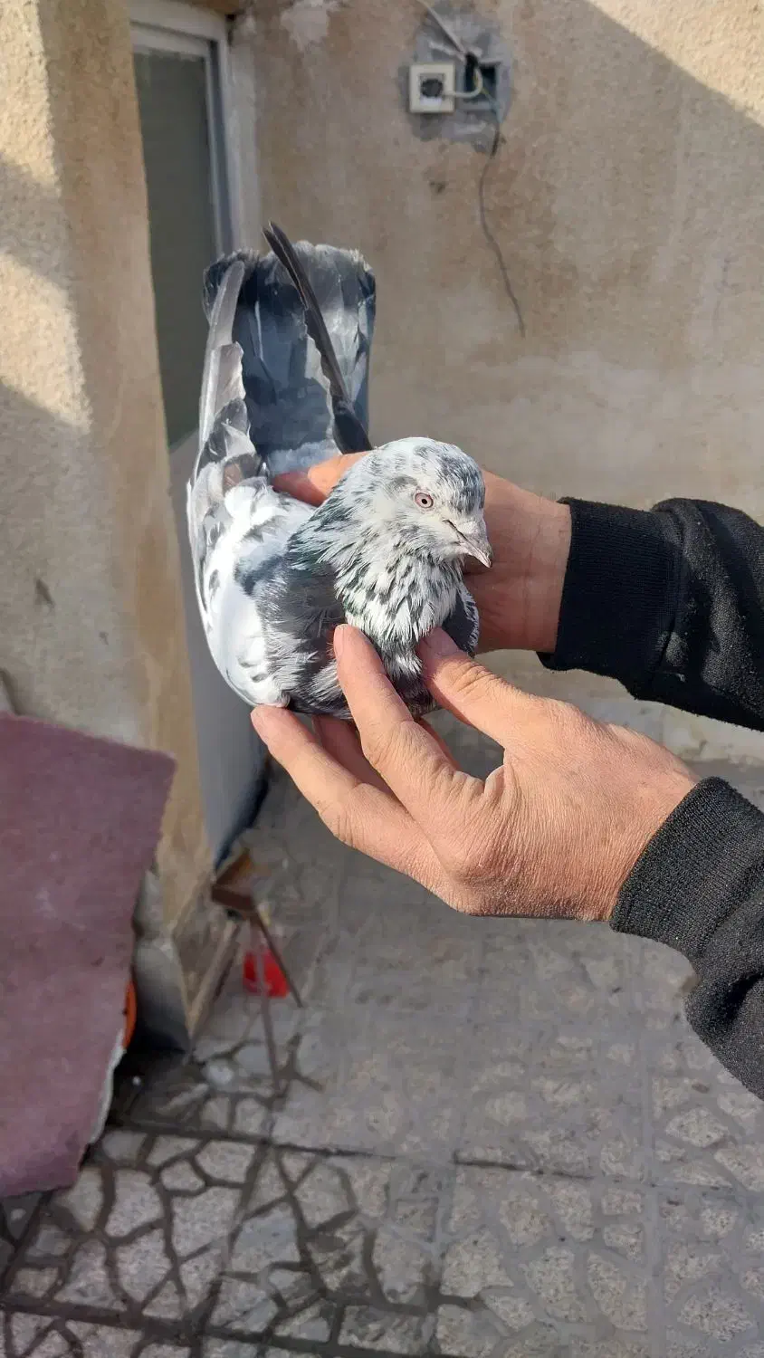 کفتر|پرنده|ماهدشت, |دیوار