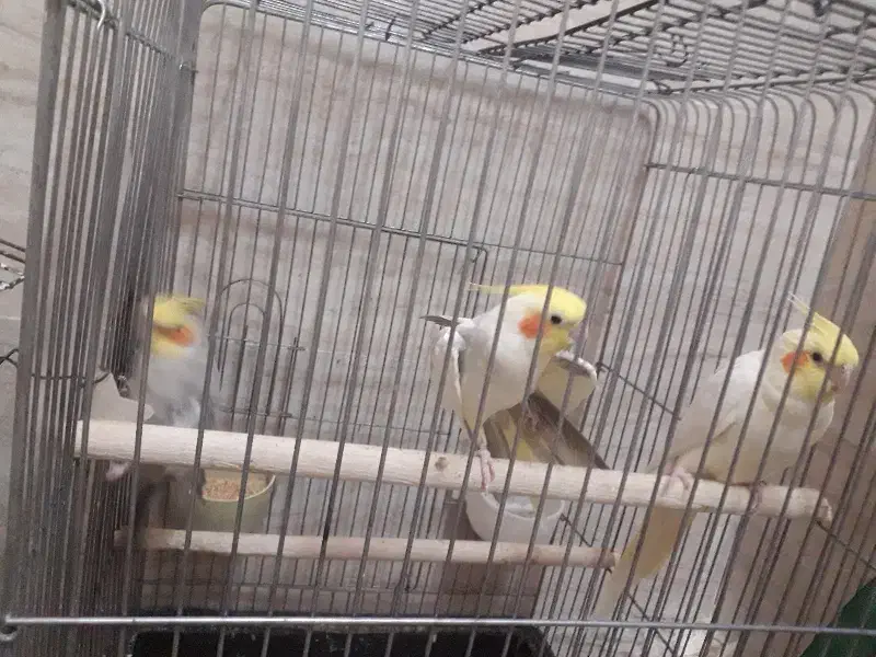 عروس هلندی آهویی لوتینو ودوکت همه یه جا دونه ۷۰۰|پرنده|حمیدیا, |دیوار