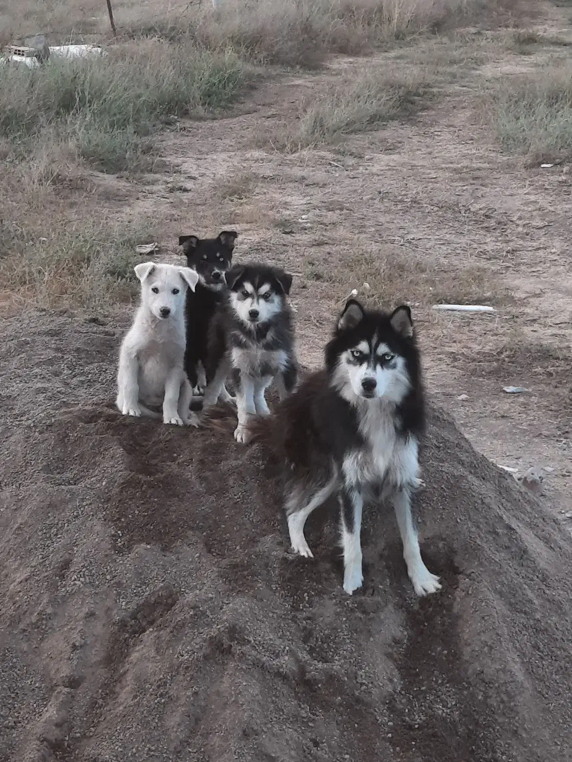 سگ هاسکی|سگ|کوراییم, |دیوار