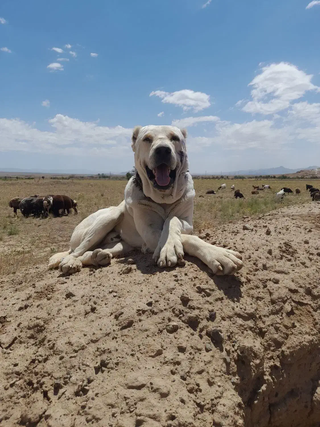 واگذاری سگ|سگ|تربتحیدریه, بالا ولایت|دیوار