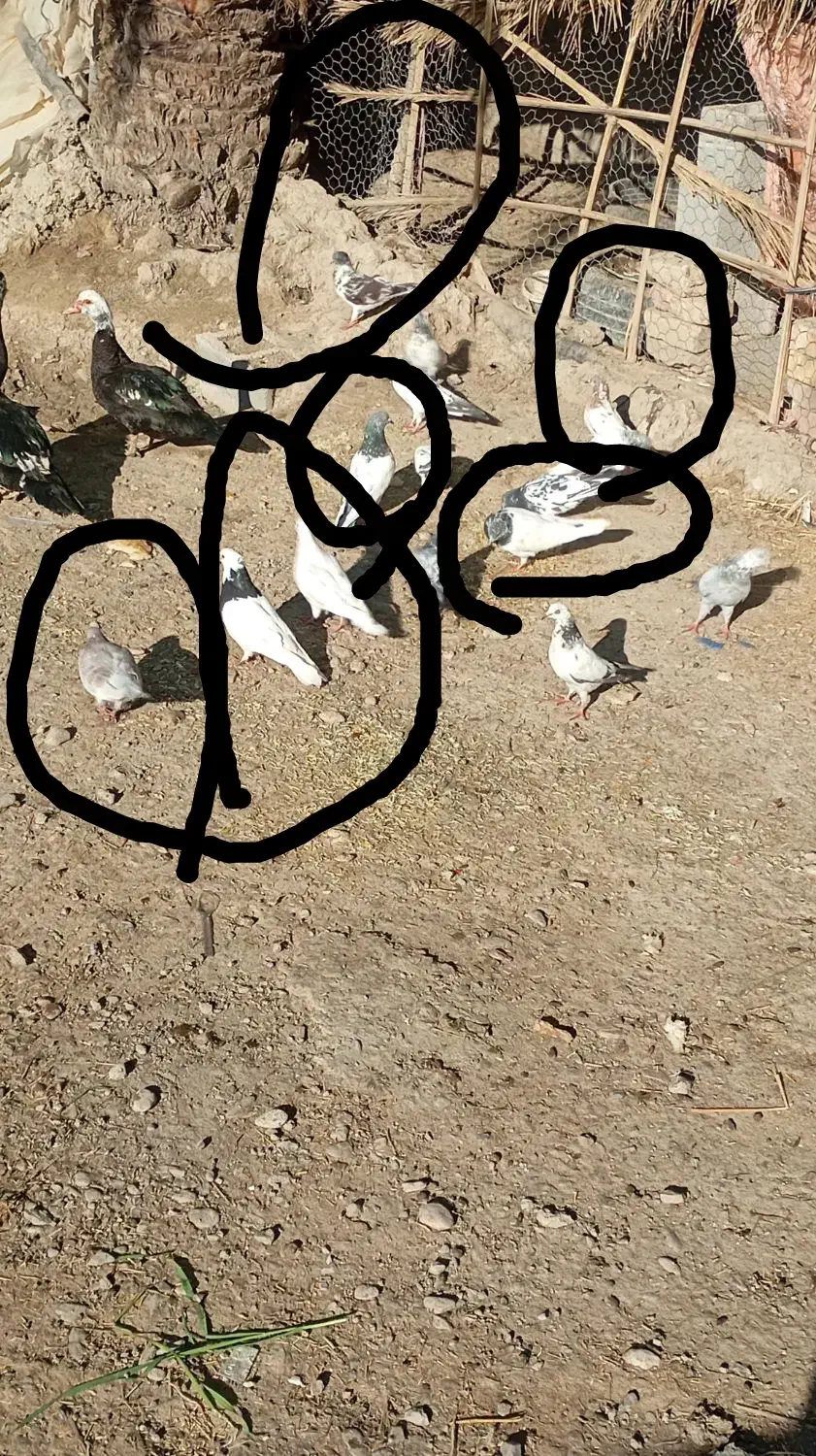 کفتر|حراج|ایرانشهر, |دیوار