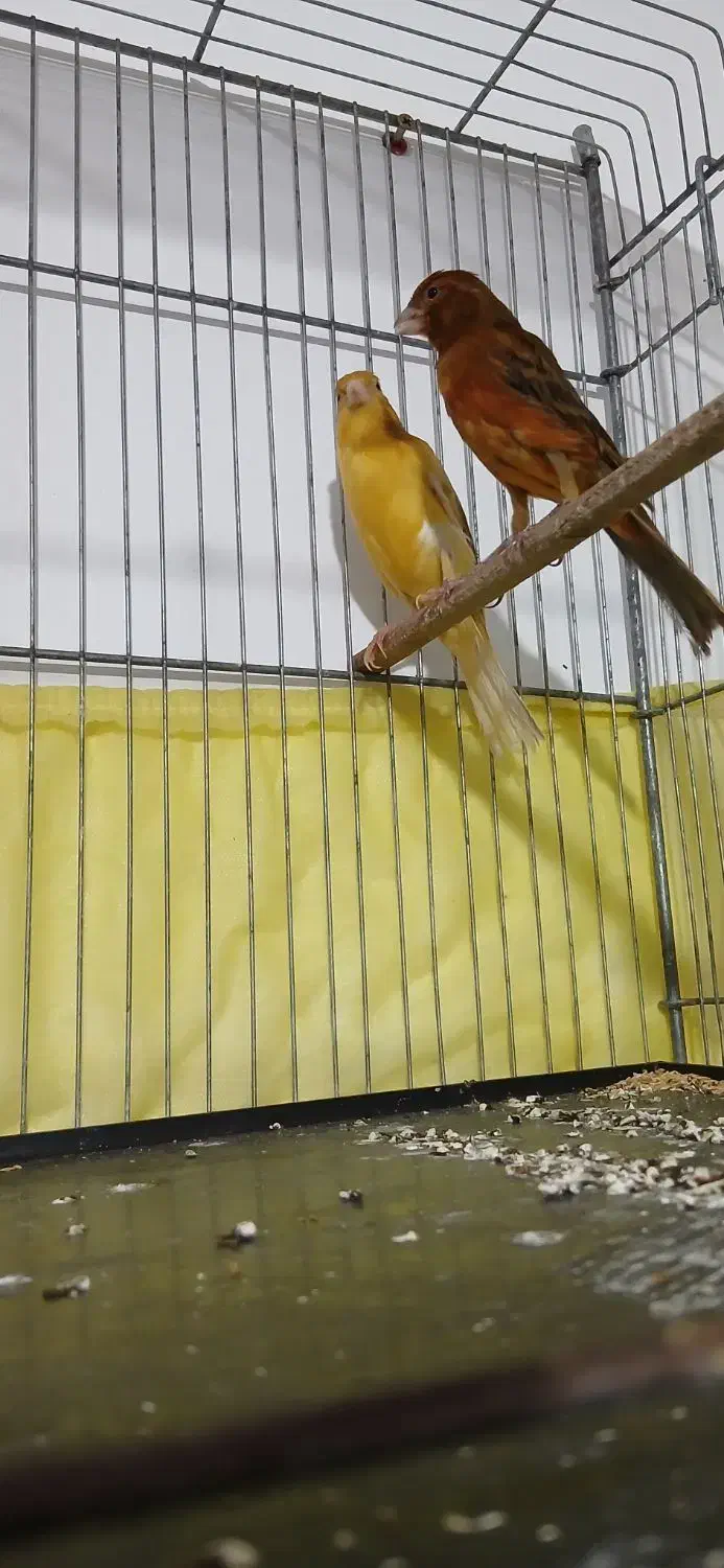 بافق|حراج|بافق, |دیوار