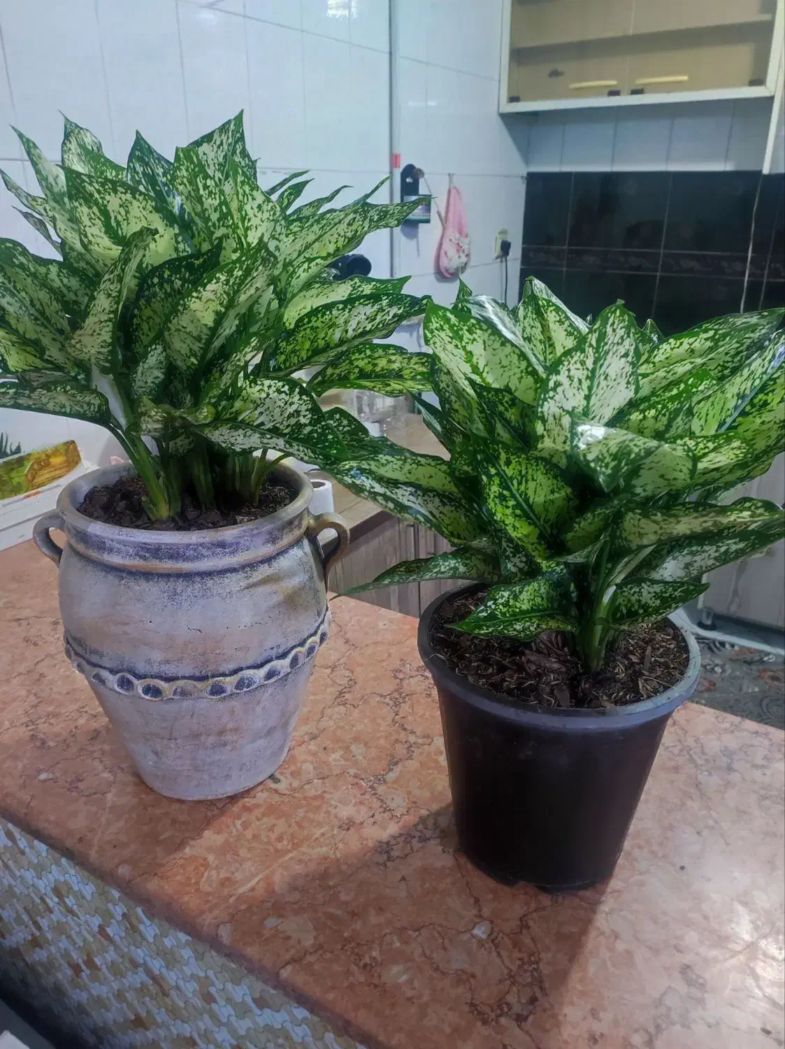 گلهای زیبا  و شاداب|گل و گیاه طبیعی|مشهد, اروند|دیوار