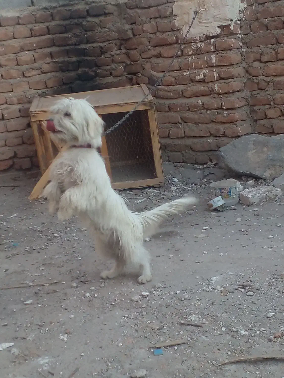 سگ پاکوتاه|سگ|خسروشاه, |دیوار