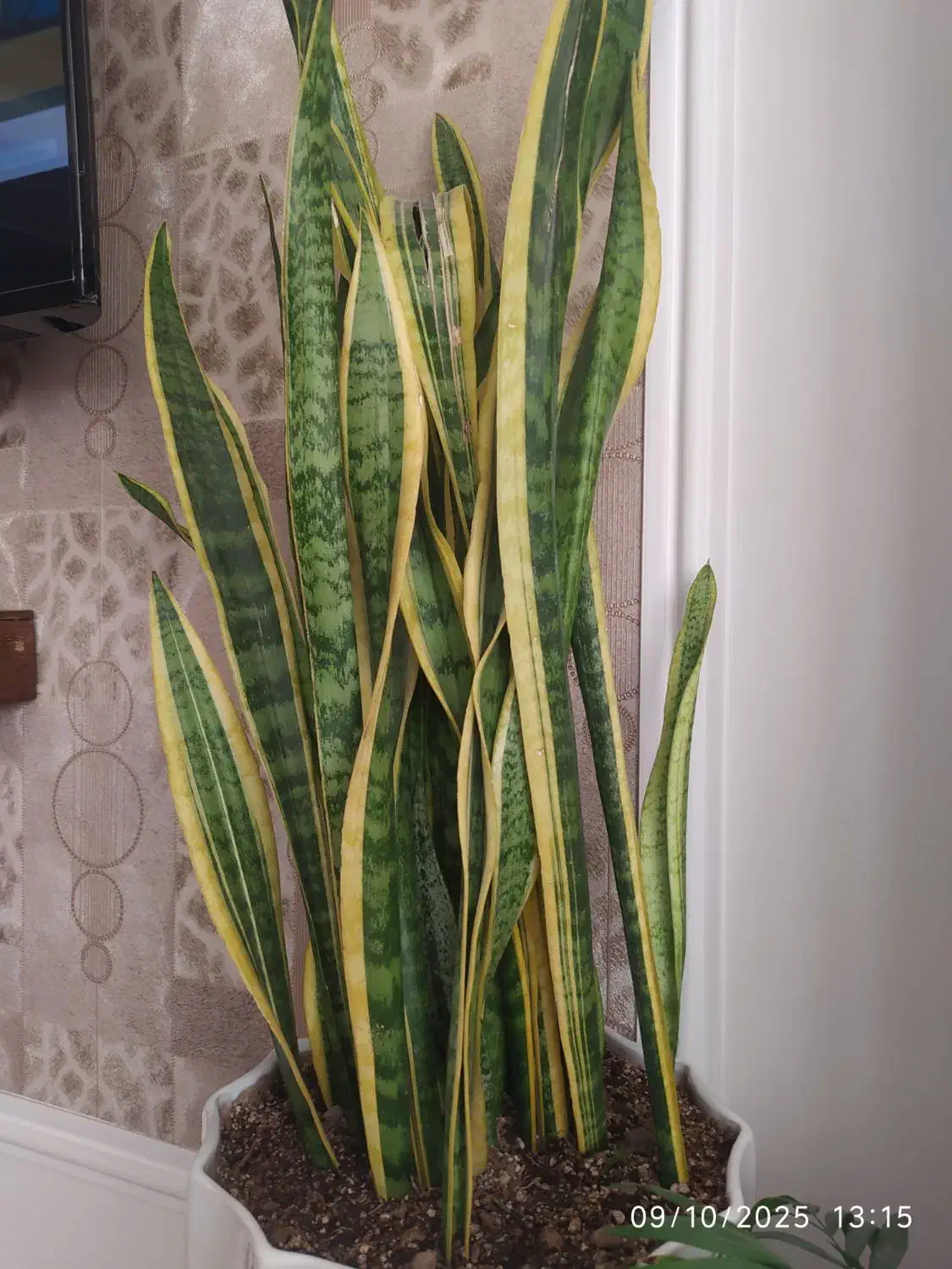 سانسوریا و زاموفیلیا|گل و گیاه طبیعی|قم, امامزاده ابراهیم|دیوار