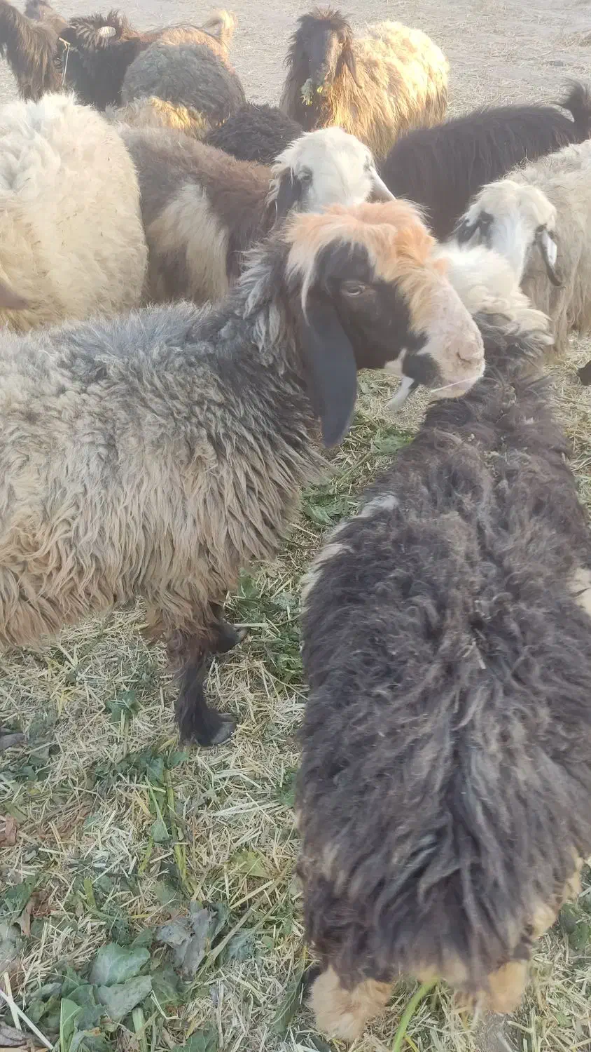 شیشک فروشی|حیوانات مزرعه|پاسارگاد, |دیوار