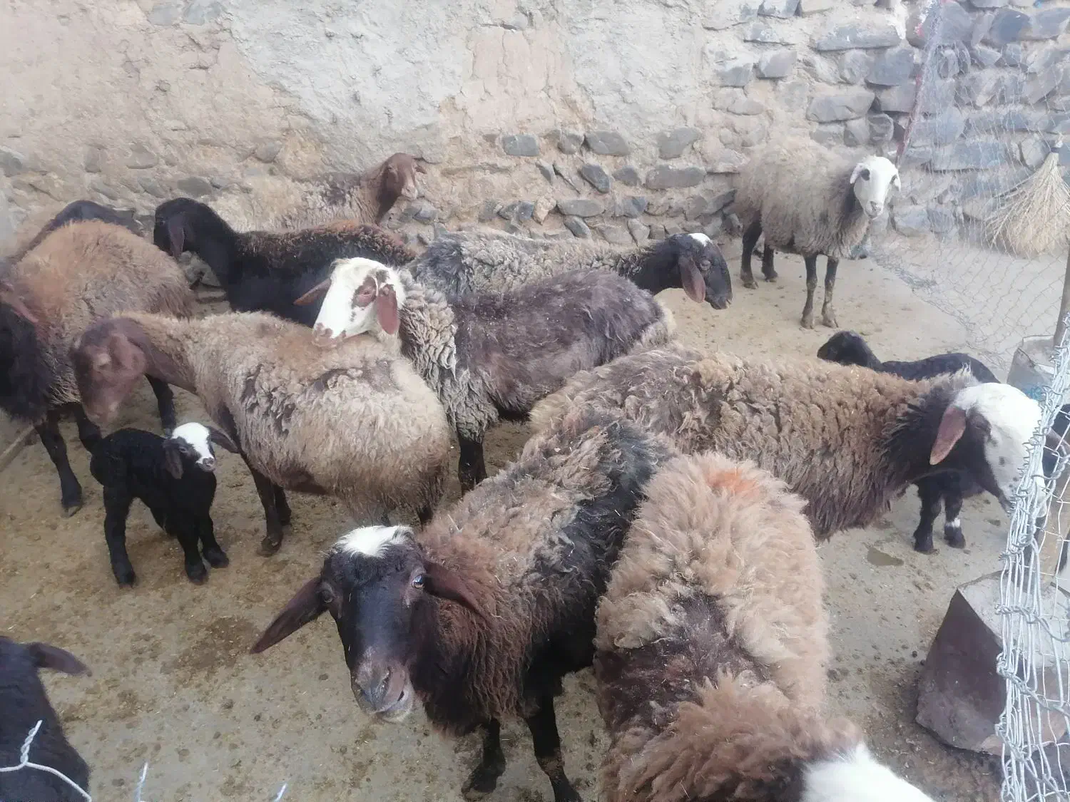 میش و بره|حیوانات مزرعه|جوکار, |دیوار