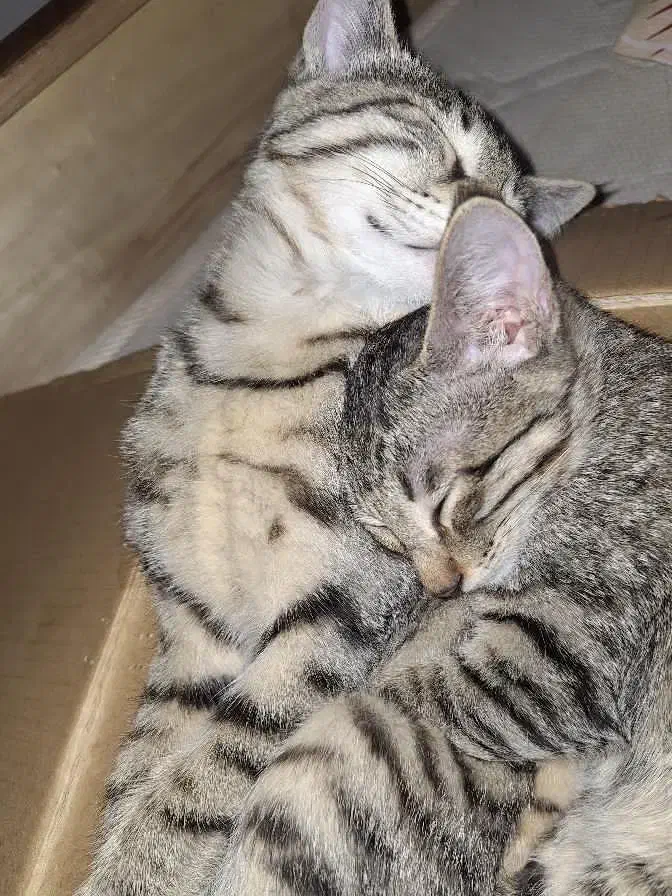 واگذاری گربه ۸ ماهه عقیم نشده نر و ماده|گربه|نیشابور, گنبد سبز|دیوار