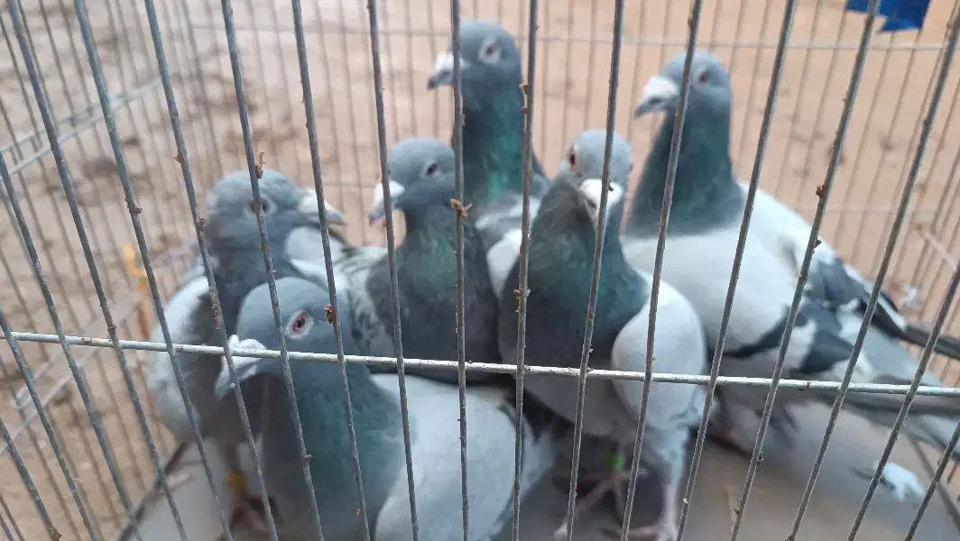 پلاکی مسافتی|پرنده|بزینه رود, |دیوار