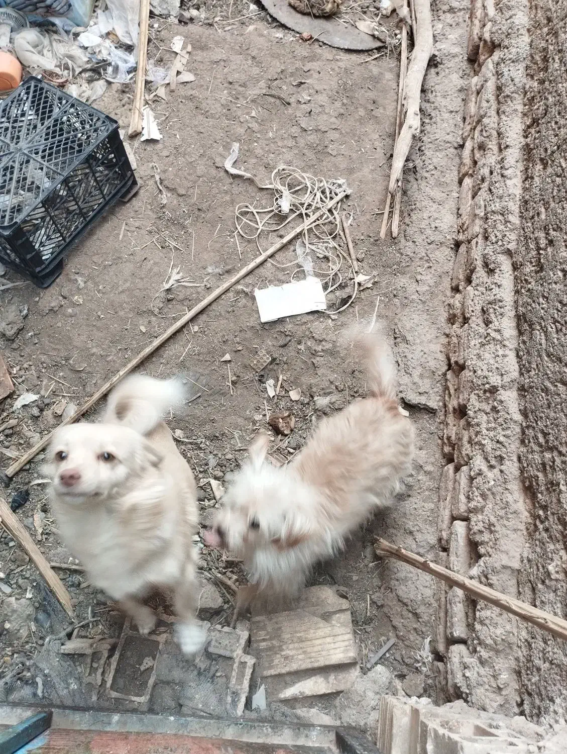 سگ پاکوتاه جهت معاوضه|سگ|بم, |دیوار