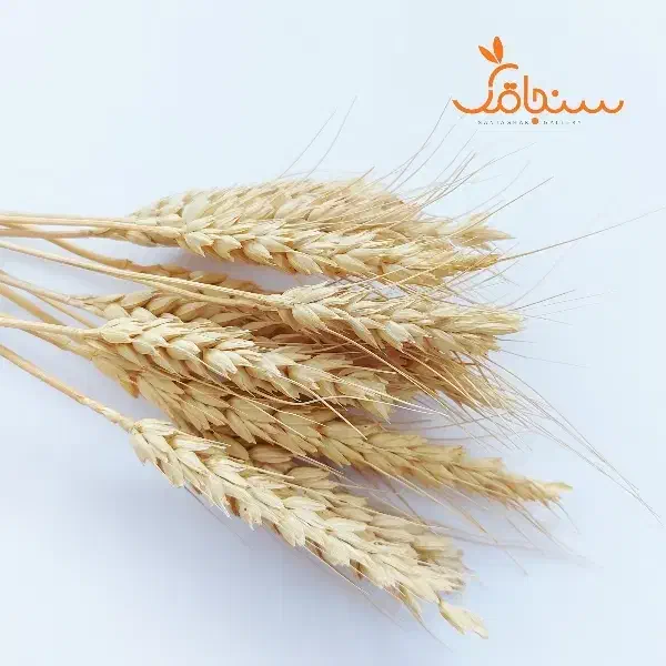 گندم شبرنگ|خدمات باغبانی و درختکاری|سرپل ذهاب, |دیوار