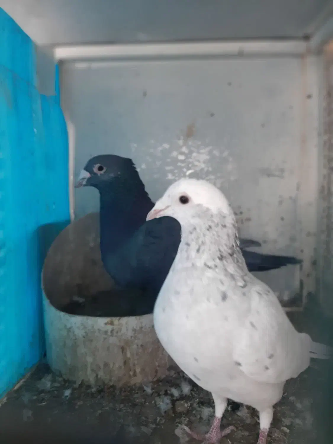 سه کیسه کود کبوتر+۶عددمرغ+۲۵تا کبوتر|پرنده|بیرجند, |دیوار