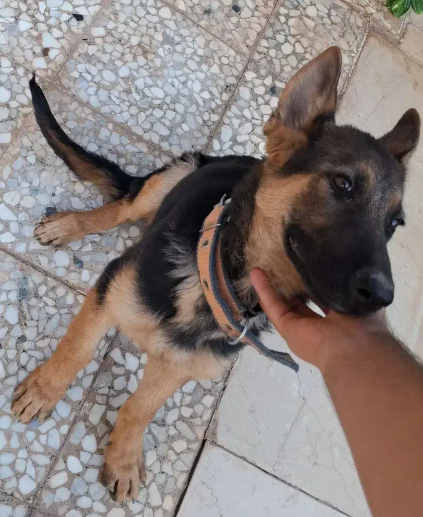 توله ۴ماهه گم شده. مژدگانی|سگ|بم, |دیوار