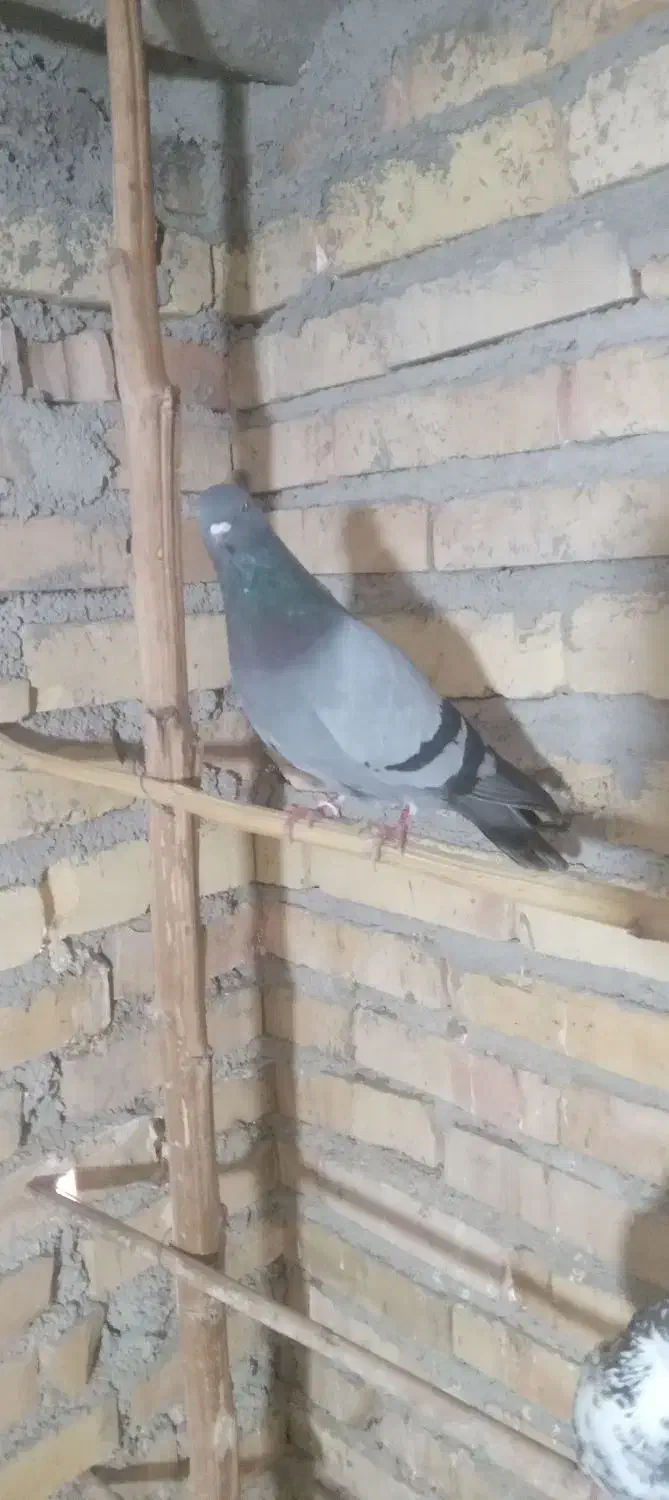 کبوتر|پرنده|صائین قلعه, |دیوار