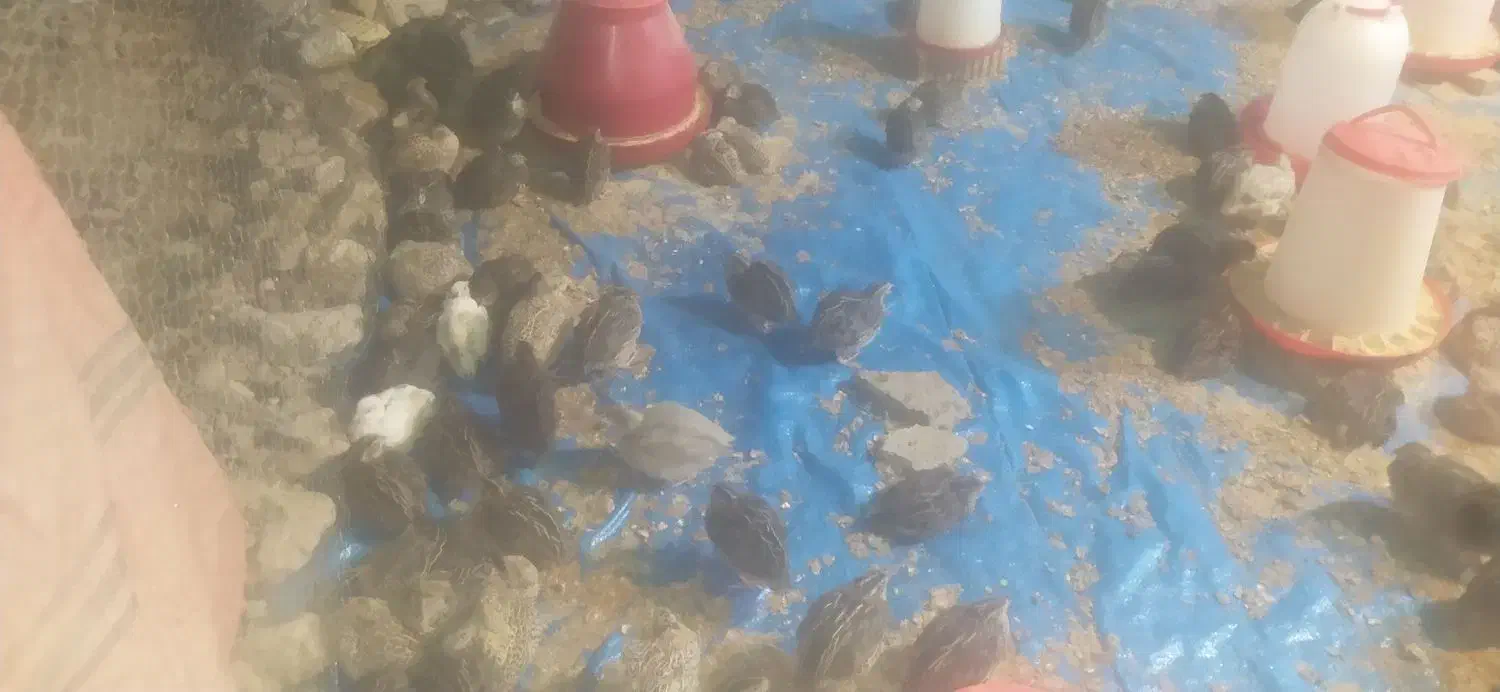 بلدرچین زنده و ارگانیک|حیوانات مزرعه|دیشموک, |دیوار