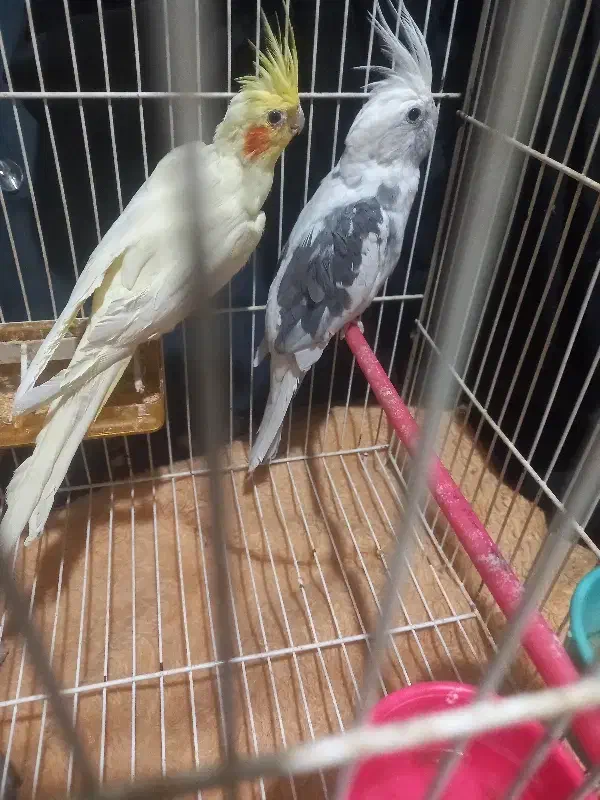 عروس هلندی فروش فوری|پرنده|چناران, |دیوار