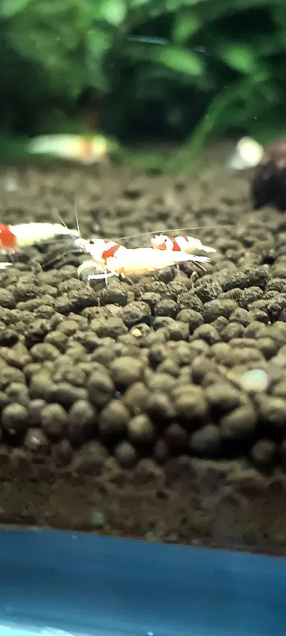 میگو خاص پی ار ال|ماهی|مشهد, احمدآباد|دیوار