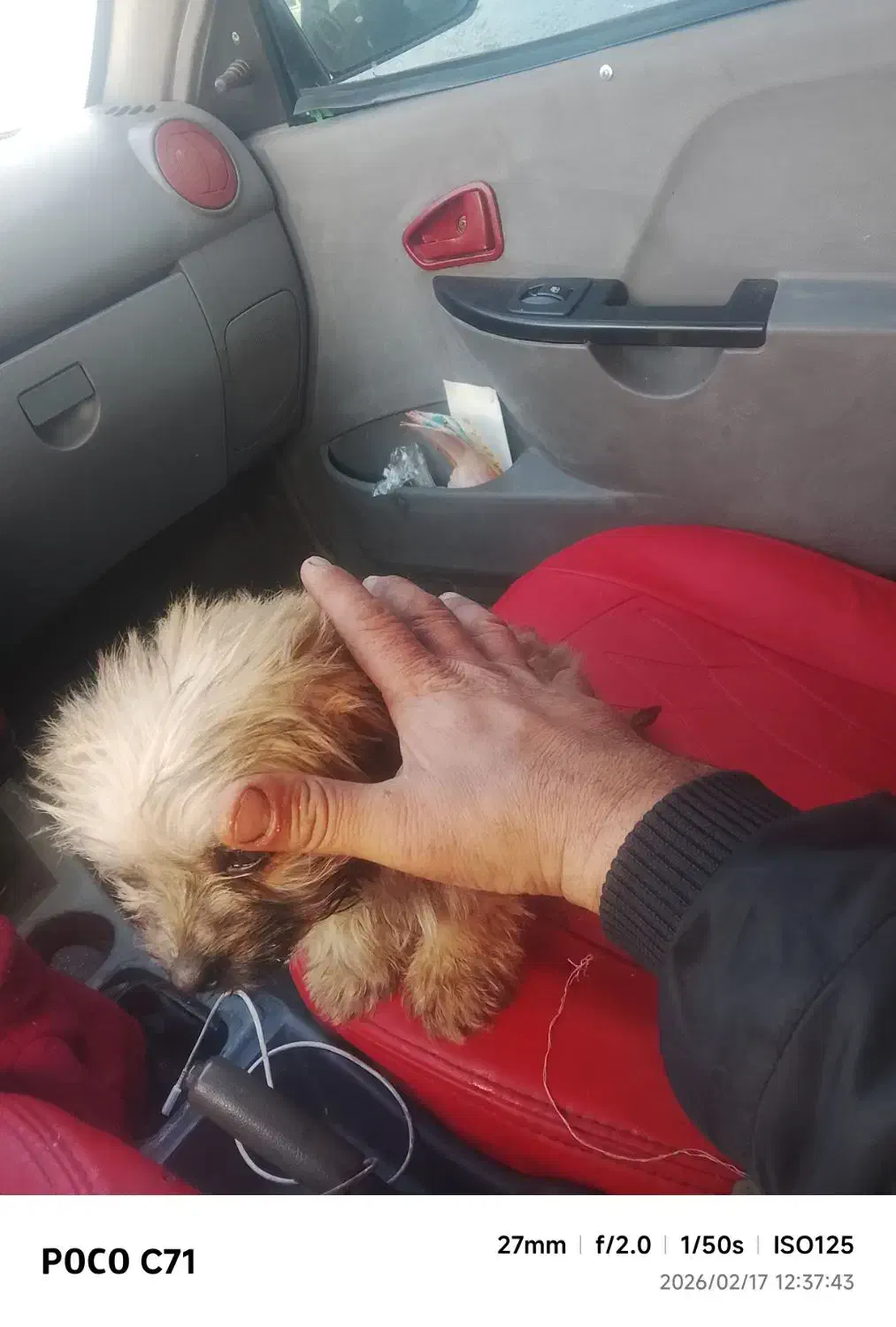 توله سگ|سگ|مشهد, یاس|دیوار