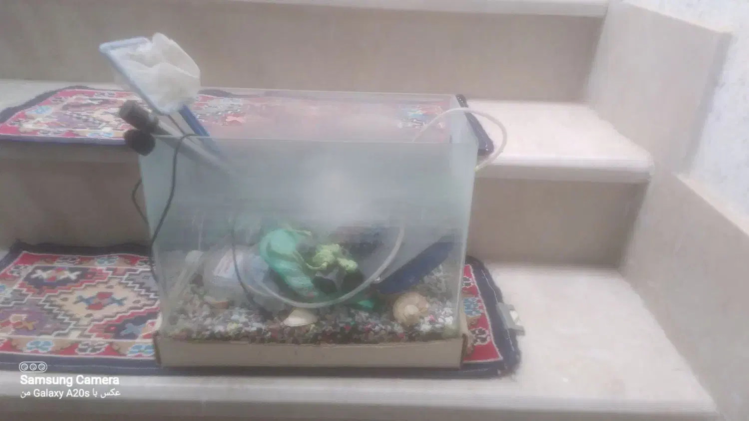 آکواریوم|ماهی|قزوین, |دیوار