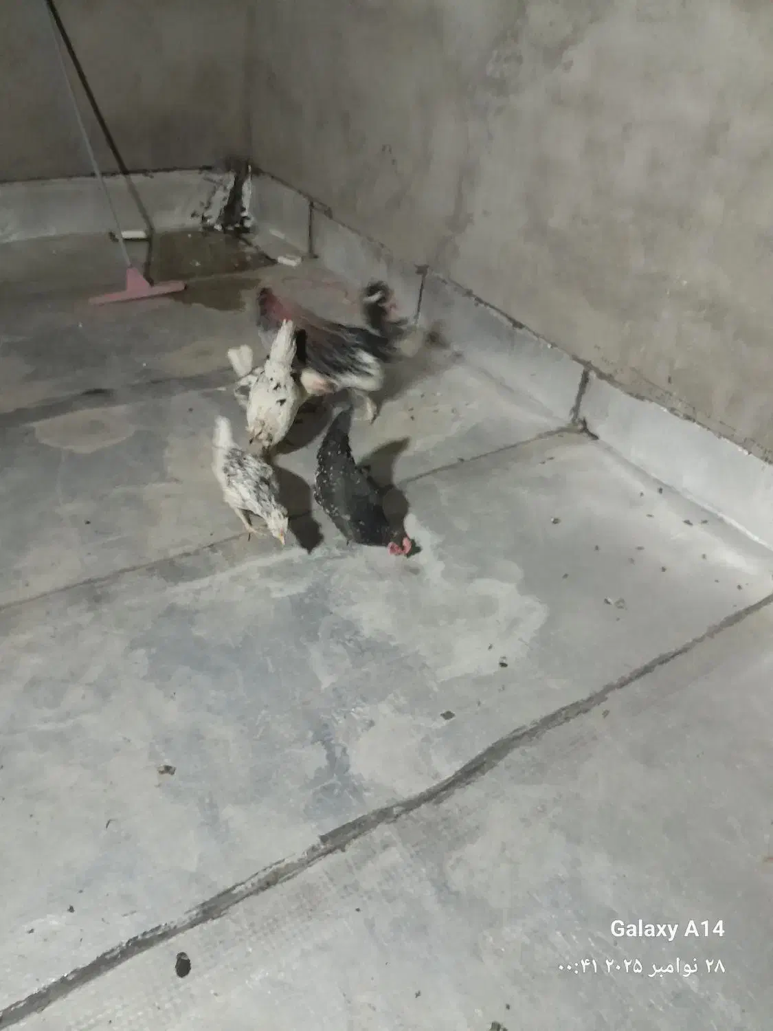 ۵عددمرغ گلین جوان تخمگذار|حیوانات مزرعه|قم, سید معصوم|دیوار