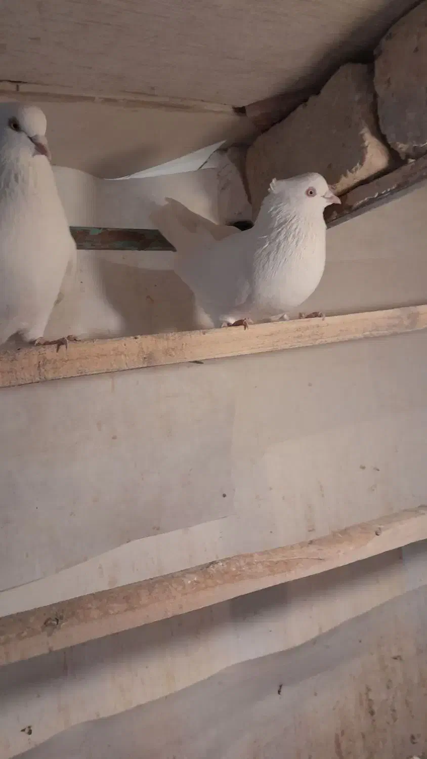 کبوتر سفید|پرنده|معصومیه, |دیوار