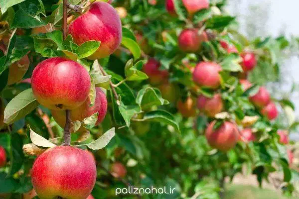 نهالستان مهندس قاسمی تولید کننده انواع نهال دیرگل|خدمات باغبانی و درختکاری|فریدون‌کنار, |دیوار