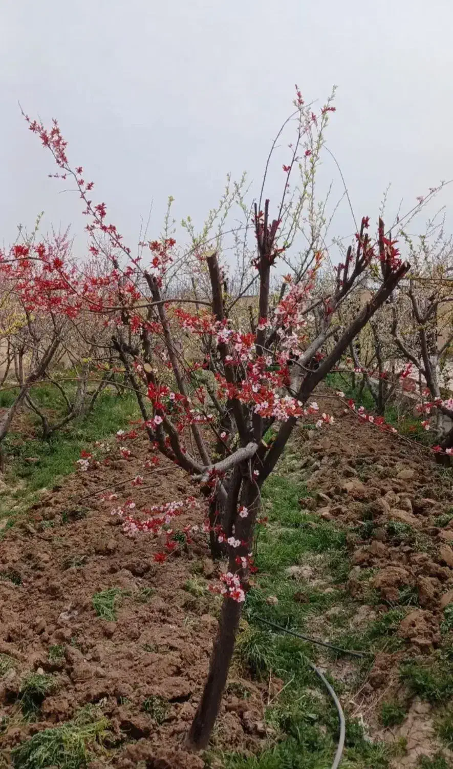 هرس کاری وبیل زنی و گل کاری و گیاه کاری|خدمات باغبانی و درختکاری|هشتگرد, قاسم آباد بزرگ|دیوار