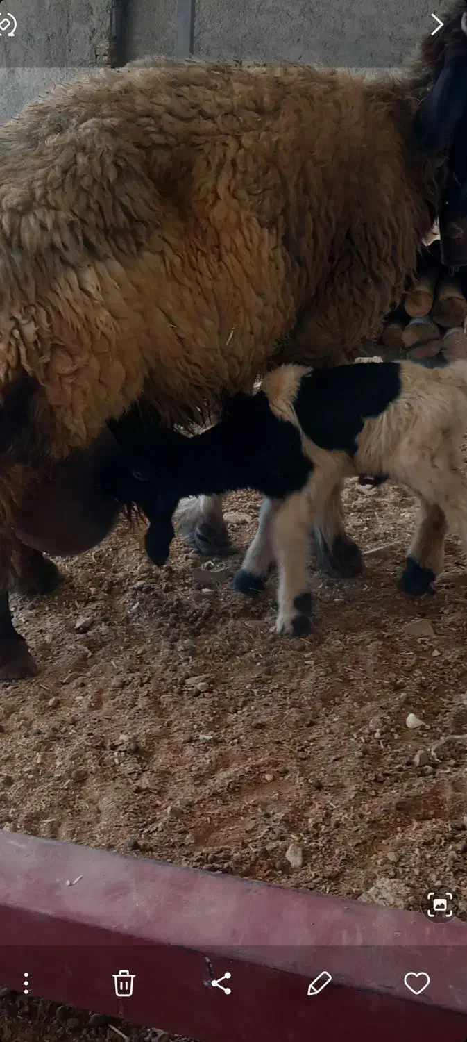 گوسفند گم شده|حیوانات|ایذه, |دیوار