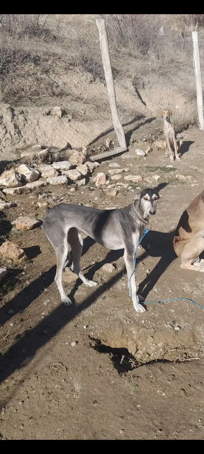 تازی ماده|سگ|سارال, |دیوار