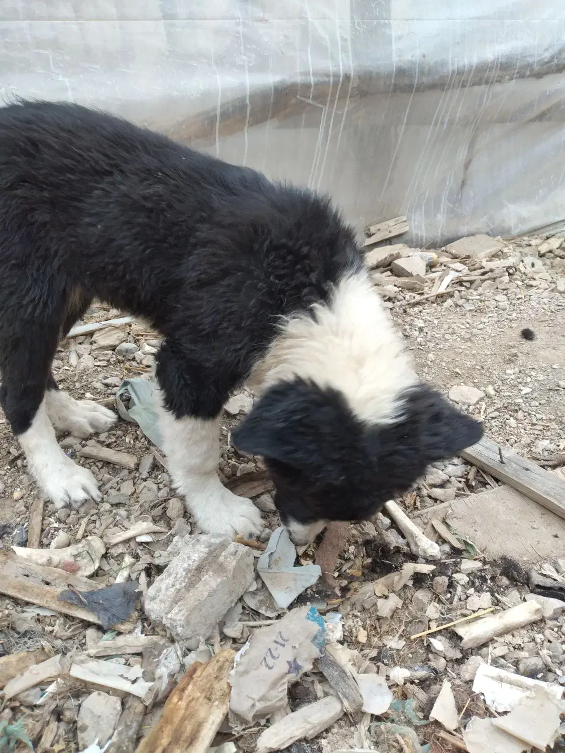 توله قهدرجانی رایگان|سگ|قهدریجان, |دیوار