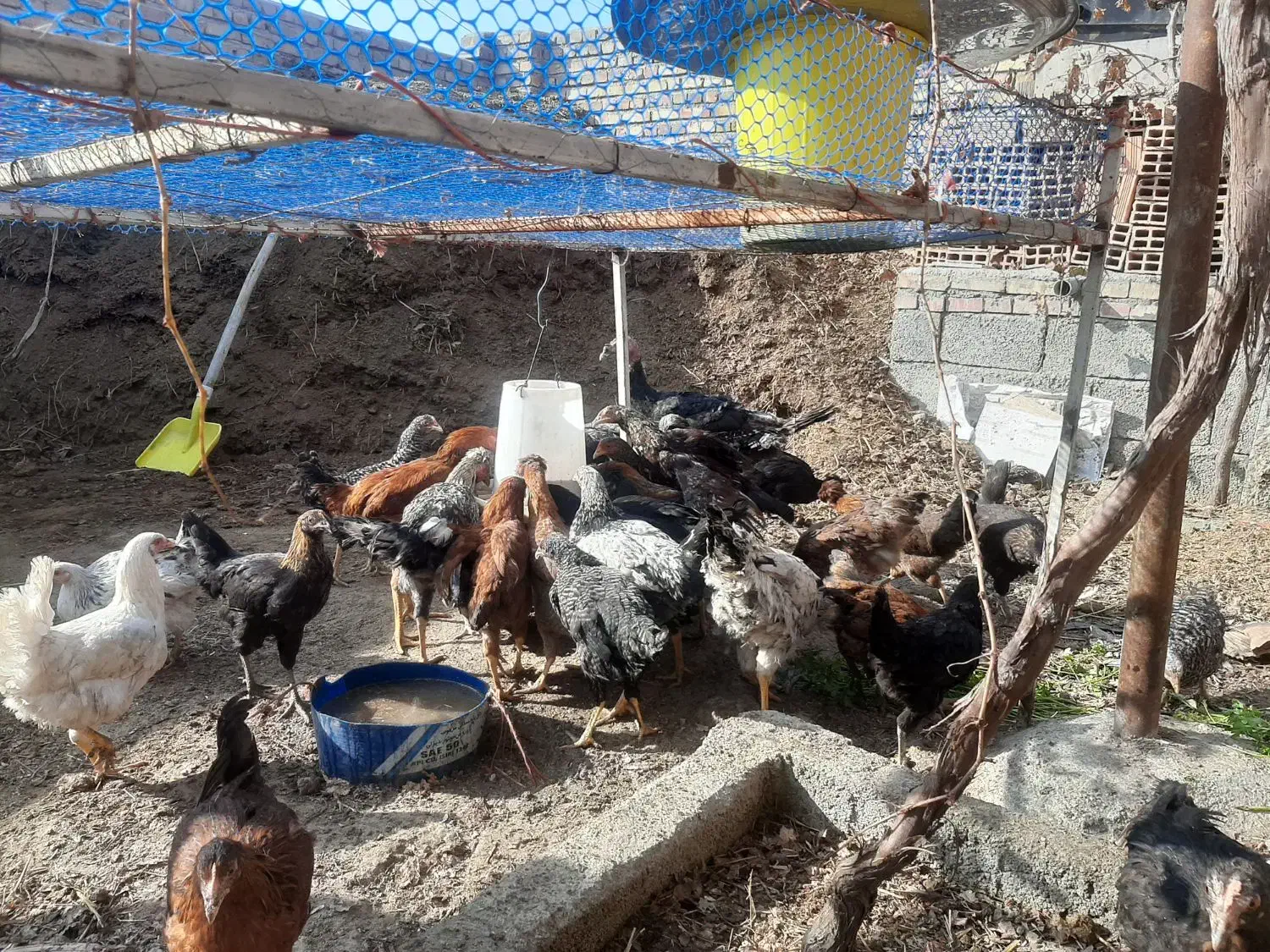 مرغ ،خروس،فریح،بهچه،|حیوانات مزرعه|نوشین شهر, |دیوار