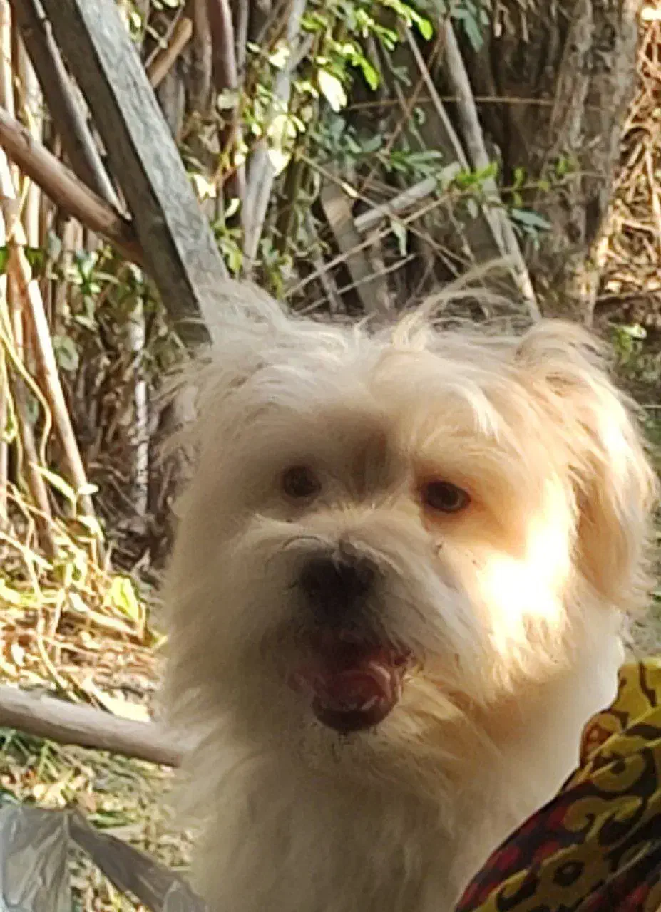 سگ نژاد شیتزو تریر|سگ|گرگان, |دیوار