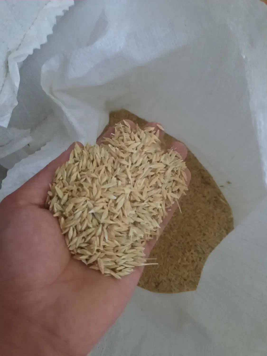 بذر جو صحرا|خدمات باغبانی و درختکاری|گرگان, |دیوار