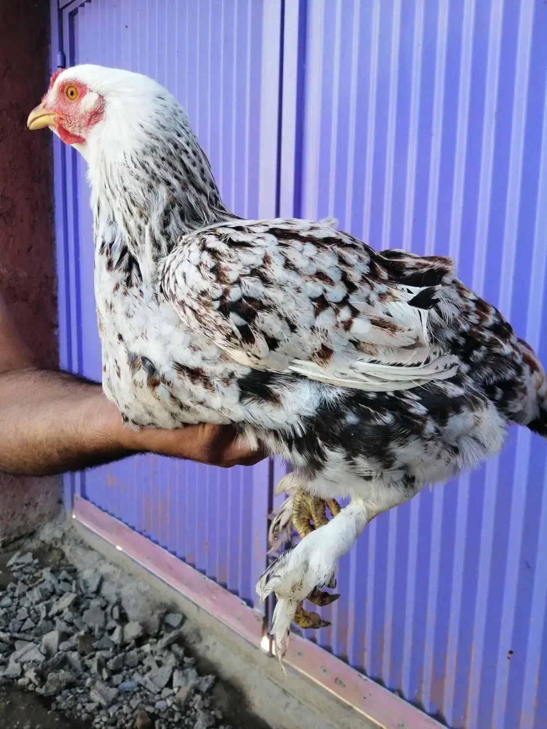 مرغ ونیمچه خروس وجوجه برهما|حیوانات مزرعه|قائم‌شهر, |دیوار