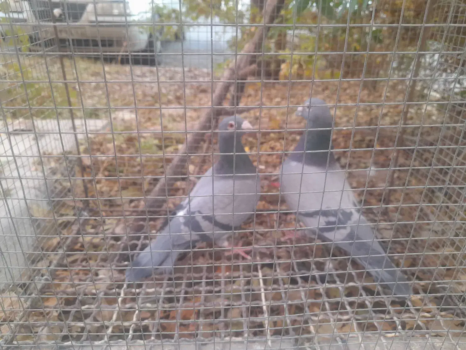 کبوتر پلاکی|پرنده|سهند, |دیوار