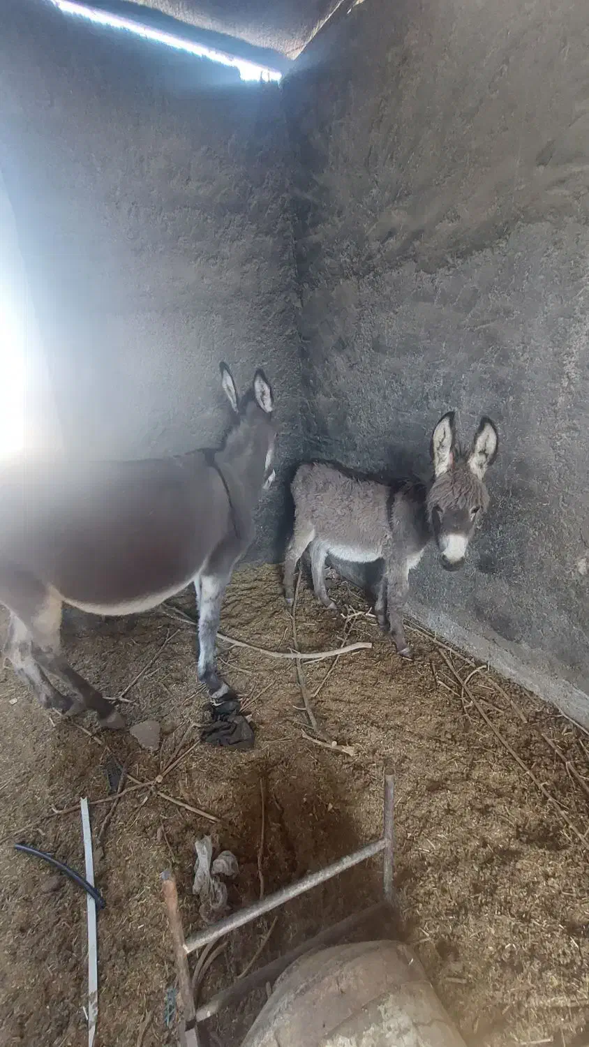 الاغ|حیوانات مزرعه|اصفهان, کشاورزی|دیوار