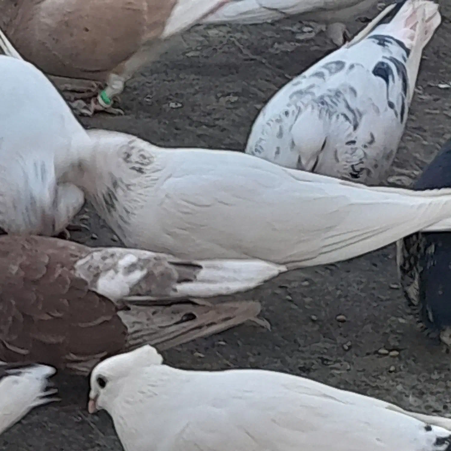 کبوتر تهرونی|پرنده|شیراز, کوشک میدان|دیوار