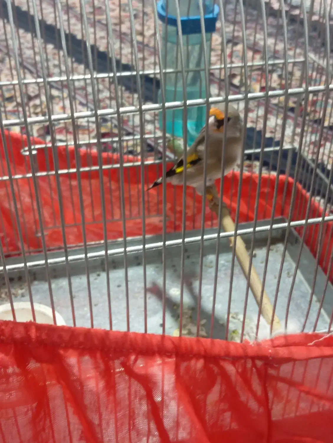 سلام دو عدد سهره نر یکی رسمی یکی دورگ|پرنده|پاکدشت, پاکدشت (مامازند)|دیوار