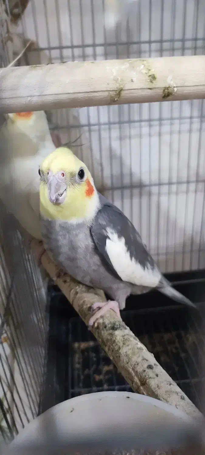 یک عدد عزوس هلندی‌|پرنده|بوکان, |دیوار