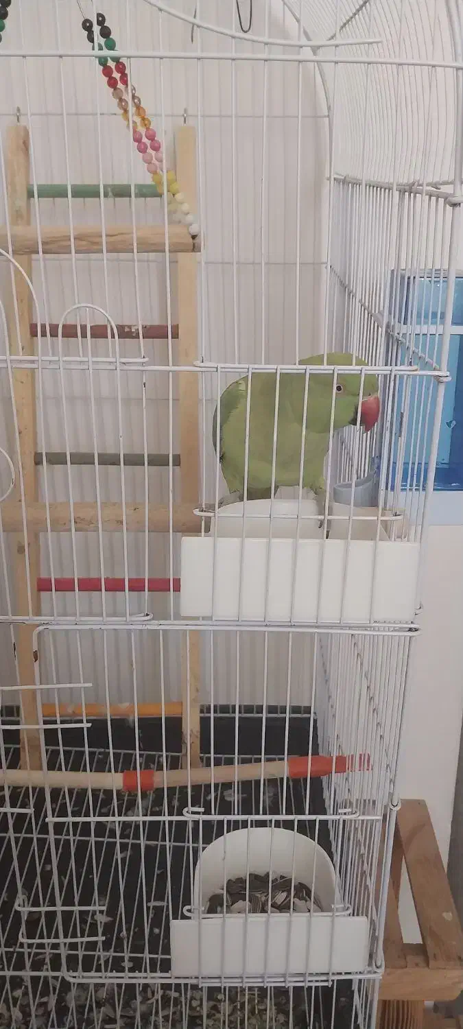 طوطی ملنگو|پرنده|بروجن, |دیوار