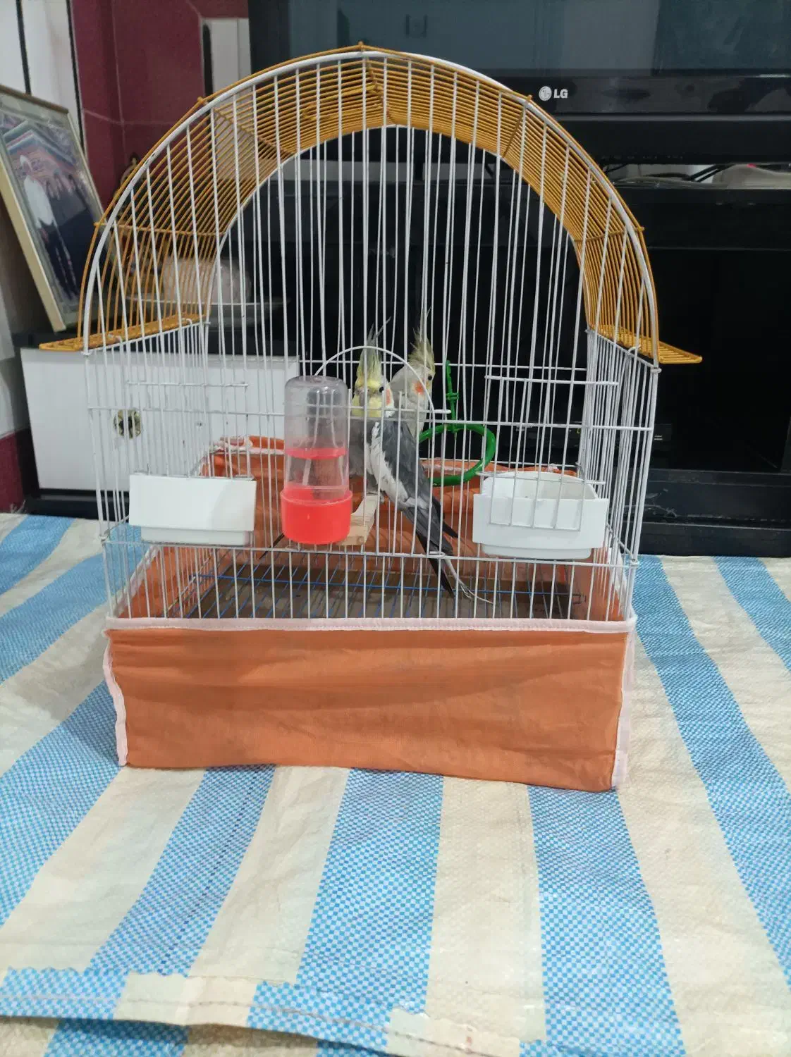 عروس هلندی|پرنده|کردکوی, |دیوار