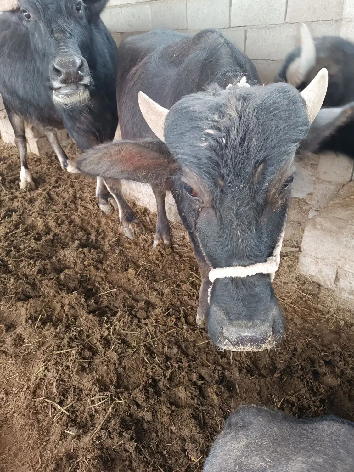 گاومیش|حیوانات مزرعه|شوشتر, |دیوار