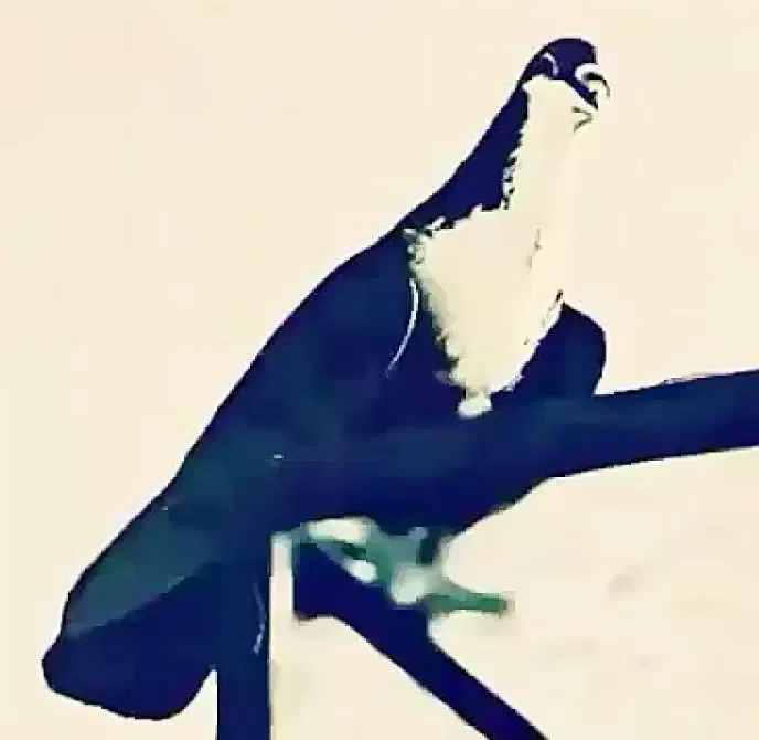 کفتر|حیوانات|قم, سید معصوم|دیوار