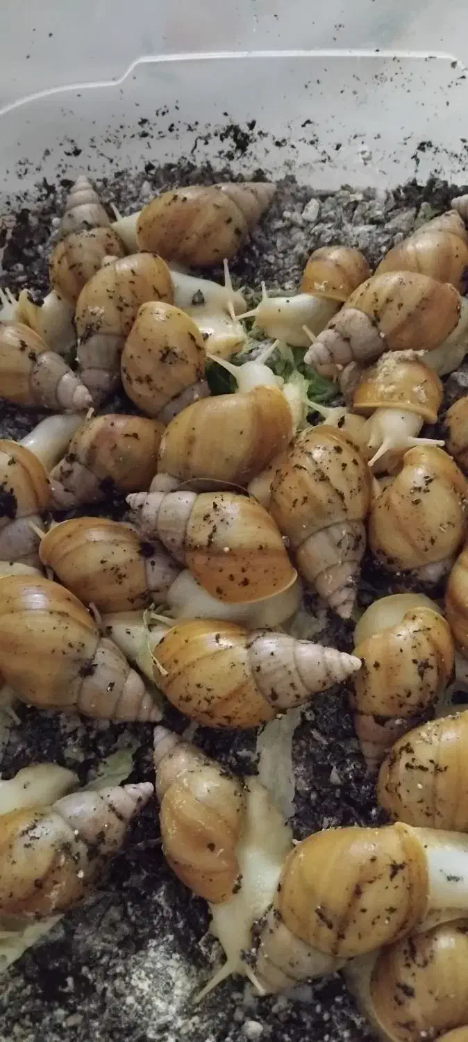 جوجه حلزون البینو|خزنده|زاهدان, |دیوار