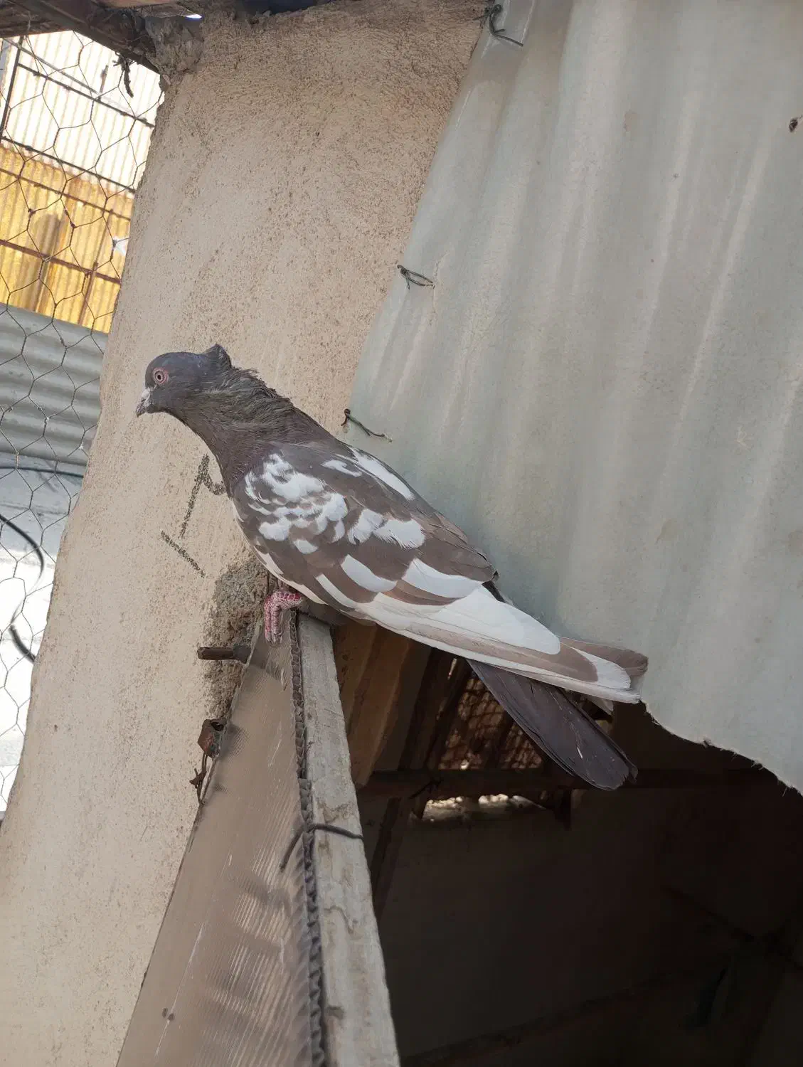 کبوتر. رنگی نر|پرنده|فردیس, نگارستان|دیوار