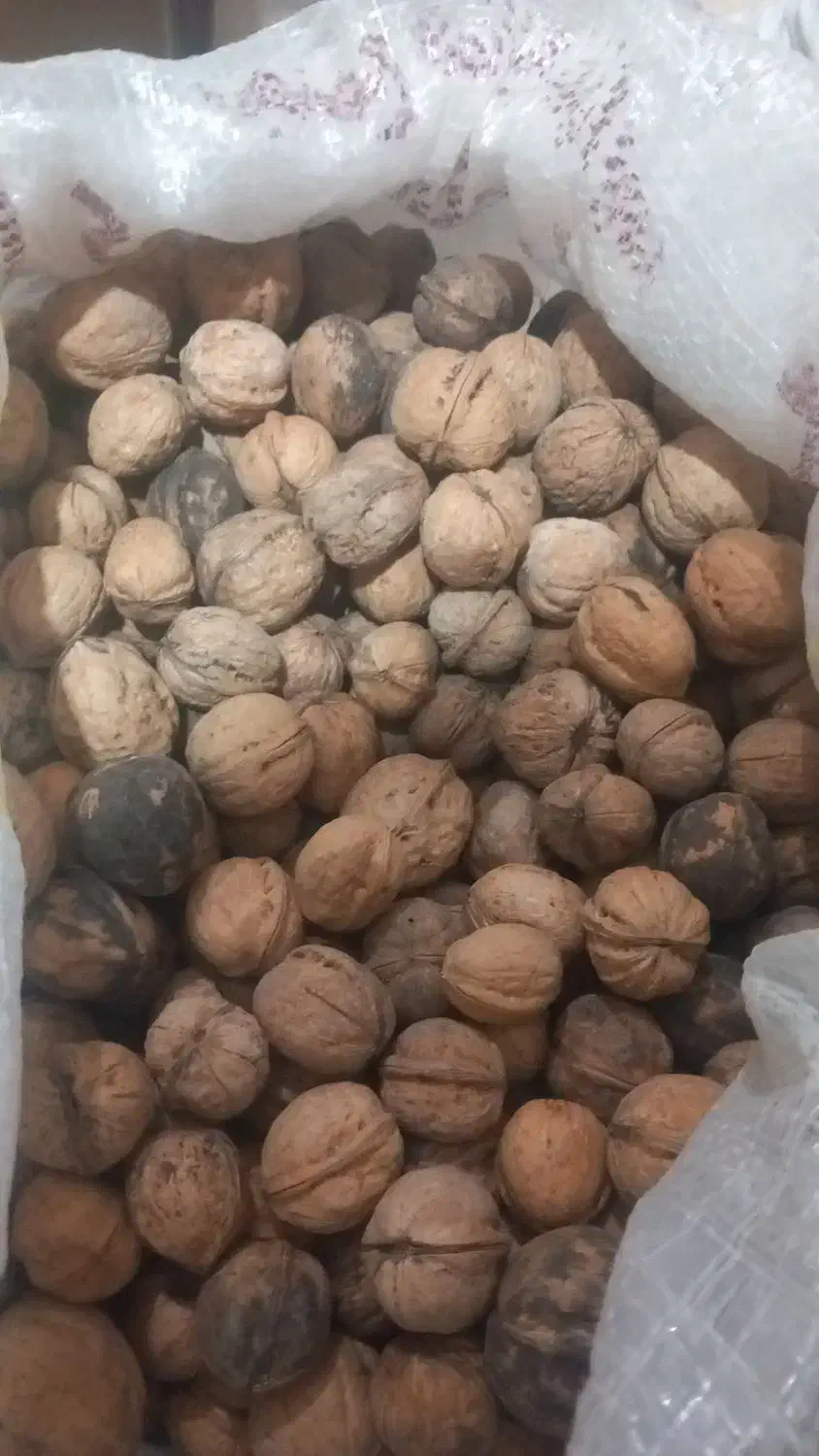 گردو اعلا|خوردنی و آشامیدنی|عنبران, |دیوار