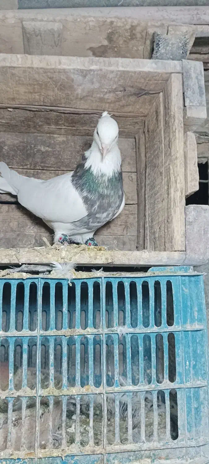 کبوتر|پرنده|کرمانشاه, |دیوار