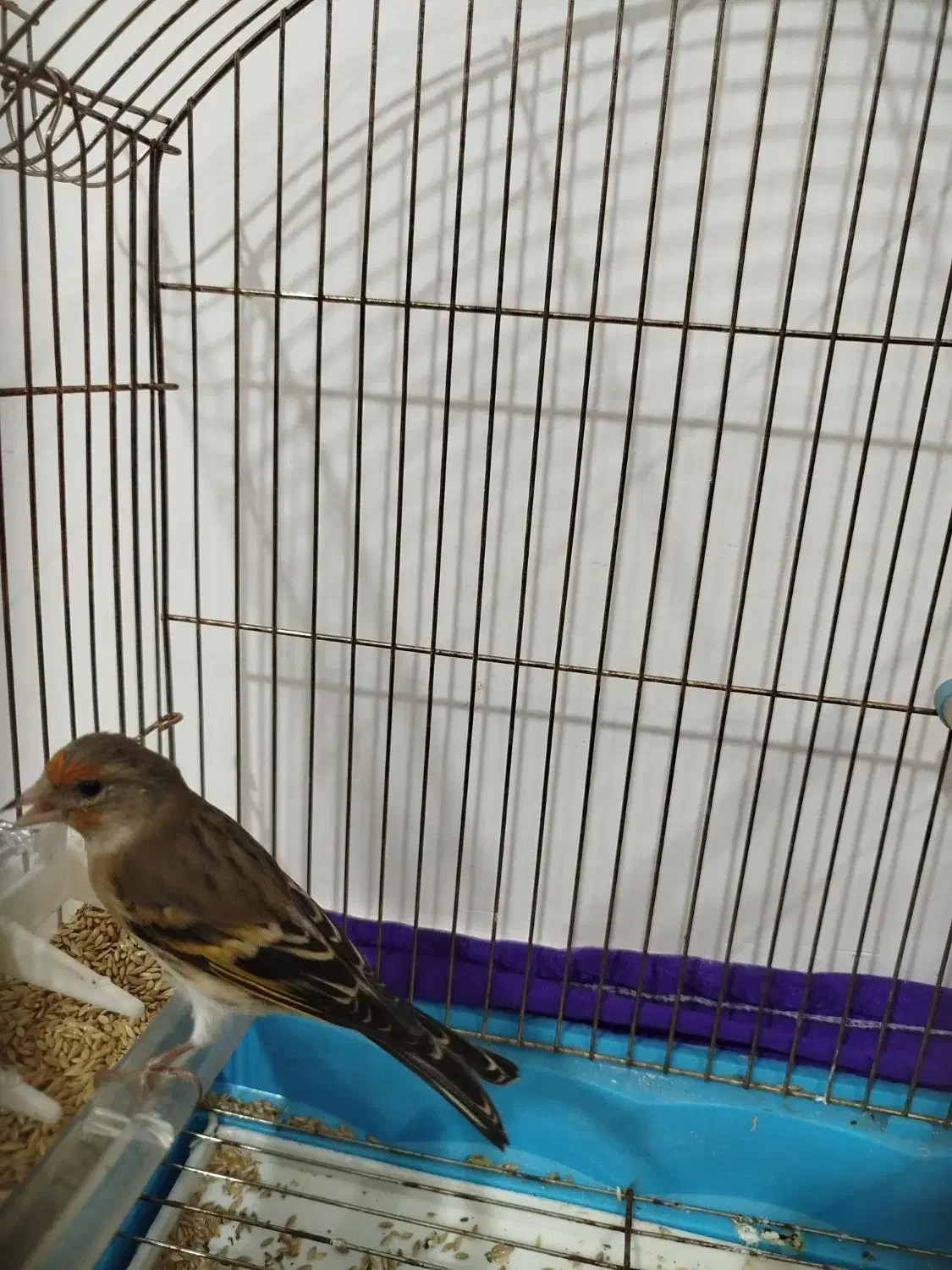 سهره قناری نر|پرنده|چهاردانگه (تهران), |دیوار